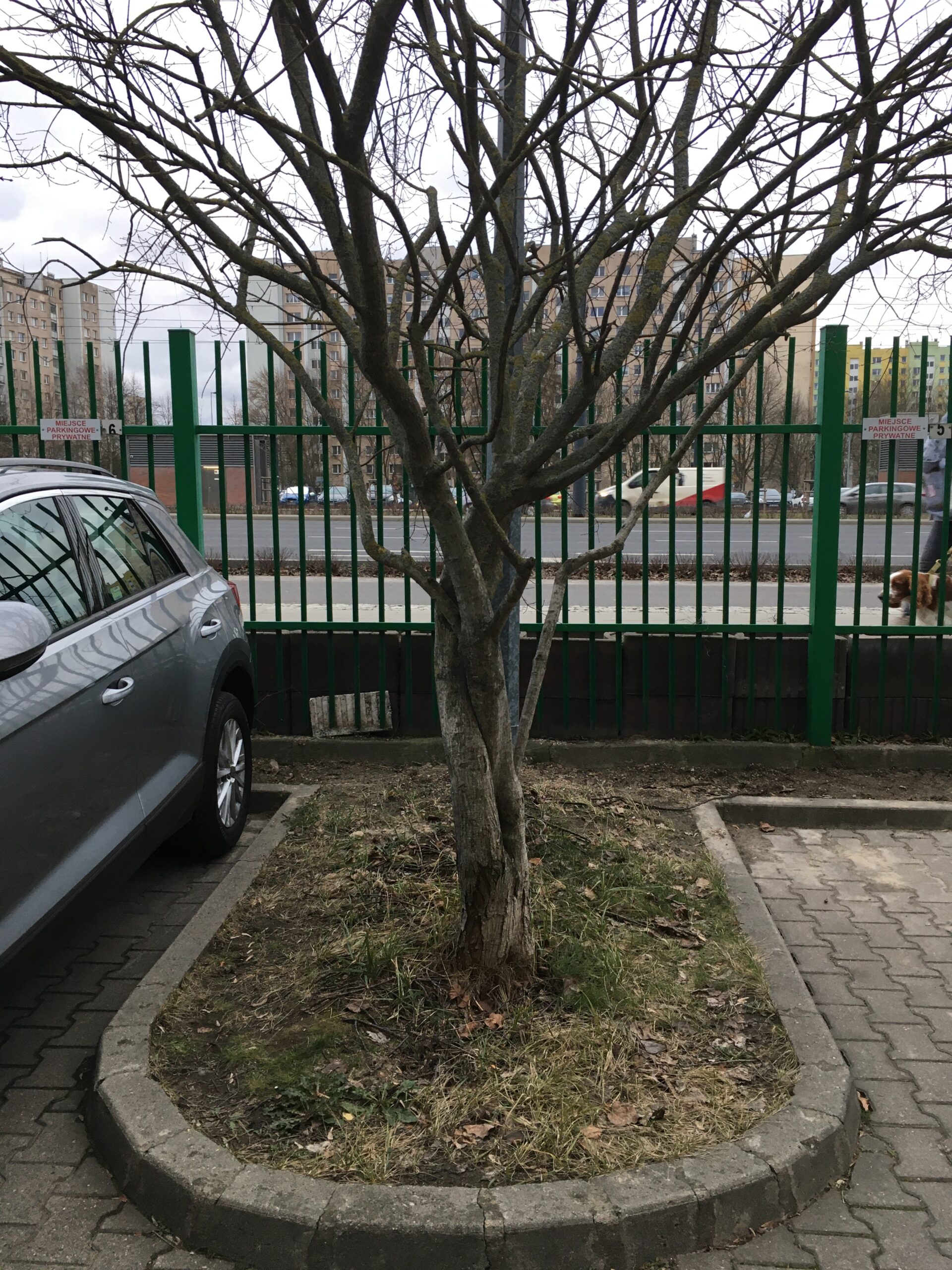 Read more about the article Zamiar usunięcia drzewa z osiedla